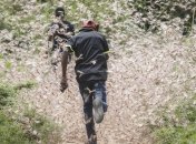 "Библейское" нашествие саранчи: Африку захватывают вредители-насекомые (Видео)