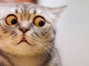 Кошачья мимика становится поводом для мемов и шуток