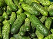 Огірки збиратимете відрами