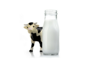 Коровье молоко в детском питании