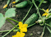 Что сделать, чтобы огурцы не мерзли ночью