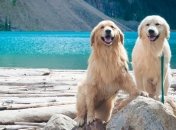 Які собаки постійно забруднюють оселю (Фото)