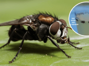 Эффективная ловушка от мух