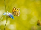 Приметы и обряды на 25 июля - Проклов день