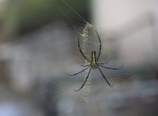 Отпугнуть пауков легко