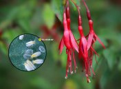 Фуксия зимой часто страдает от вредителей