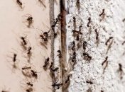 Натуральное, экологическое и экономичное решение проблемы с насекомыми