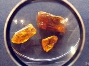 На Житомирщине задержали 4 человека, которые незаконно добывали янтарь