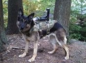 Система "Цербер" предлагает делать из военных псов разведчиков