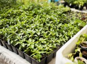 В какую почву можно сажать рассаду