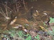 Последствия пожаров: в австралийской реке погибли сотни тысяч рыб 