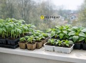 Рассада помидоров и перца на подоконнике