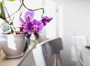 Домашняя орхидея будет цвести и пахнуть