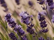 Чудодейственное масло лаванды 