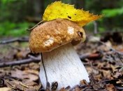 Белые грибы помогут избежать ожирения