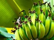 ВТО объявила об окончании 20-летней "банановой войны"