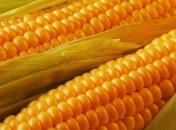 Закупочная цена на кукурузу в Крыму достигла 1500 грн/т