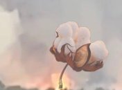 "Бавовна" в Крыму раздавалась вечером 10 декабря