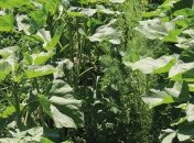 На что только не пойдешь, чтобы избавиться от бурьяна