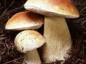 Грибы – отрава для детей