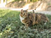 У день Єлисея не варто переїдати і лінуватися