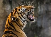 Вымирания крупных хищников начались еще миллионы лет назад