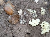 Осенью слизни откладывают яйца