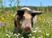 "Хрюшки Франкенштейна": ученые "вернули к жизни" умерший мозг 