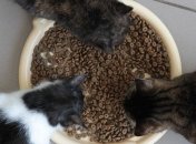 Нелегальный "кормоцех" закрыли 