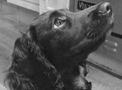 Собака четы Бекхэм пользуется большим упехом