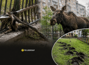 Лось пытался протаранить забор
