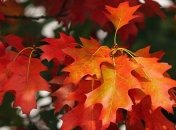 Праздник 11 октября: главные приметы и что категорически запрещено делать