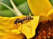 Полезный паразит: осы редкого вида будут использоваться в борьбе с вредителями