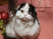 "Невинні", ошукані і фастфудні: найвеселіші приколи і меми з котами за тиждень (фото, відео)
