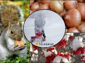 Народні прикмети розповідають, якою буде зима