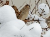 Сегодня у школьников Луцка будут вынужденные каникулы