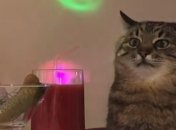 Грустный харьковский котик Степан стал в ТикТоке любимцем миллионов (фото, видео)