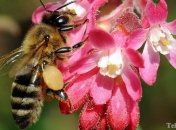 Одной пятой беспозвоночных в мире грозит исчезновение