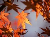 День Иоакима и Анны: история и главные традиции праздника