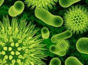 Оптимальный возраст смерти могут определить микробы человека