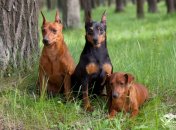 Собаки будут "ставить диагноз" пациентам больным раком