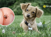 Домашние любимцы уязвимы к членистоногим