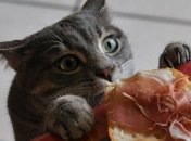 Пушистые преступники: котики, которых поймали на горячем