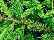 Целебные свойства сосновой хвои, о которых мало кто знал