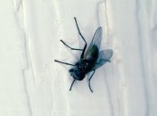 Мухи доставляют в жилище массу неудобств