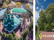 350-летний каштан