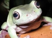 В Днепре ветеринары провели уникальную операцию "без рук" для пожилой лягушки (видео)