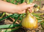 Собрать урожай лука не так и просто