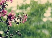 Украину накроют дожди: синоптики дали прогноз на ближайшие дни 