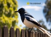 Сорока на заборе